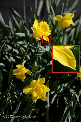 Canon 5D Mark III Mk 3 111 eos detail image quality