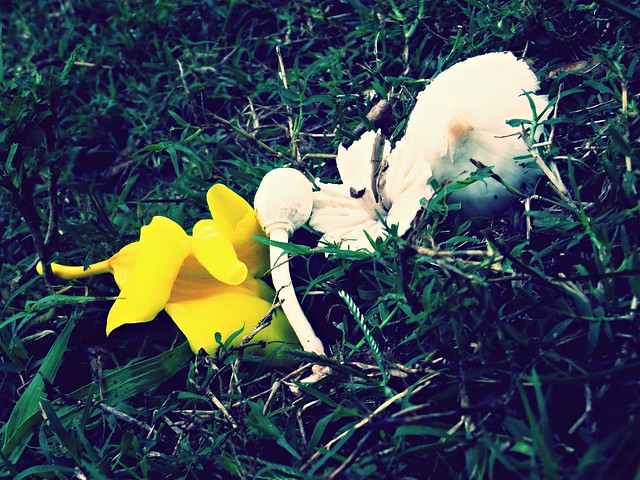 Flores e cogumelos