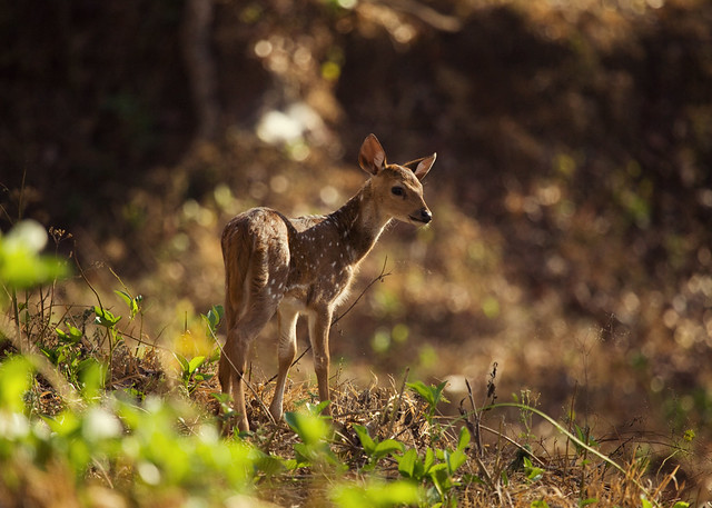 Baby Spotted Deer | Kabini