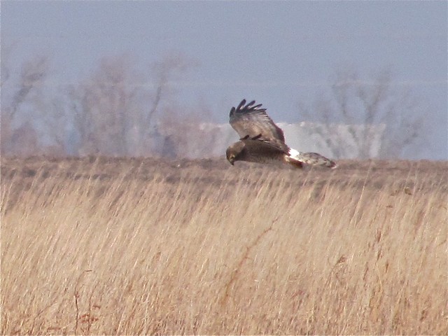 Northern Harrier in McLean County 02