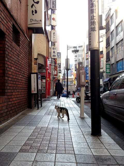 渋谷の猫 - Shibuya