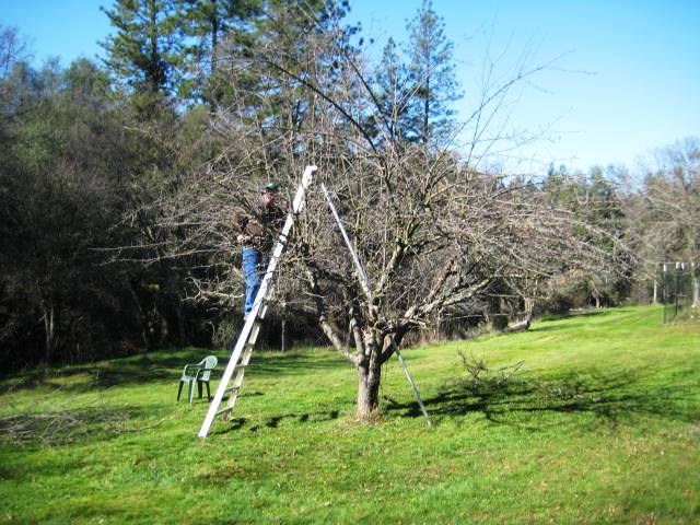 Arkansas Black Apple Trees 45
