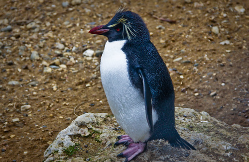 Rockhopper Penguin by old_skool_paul