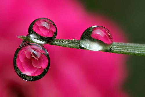 Kalanchoe dewdrop refraction #2 by Lord V
