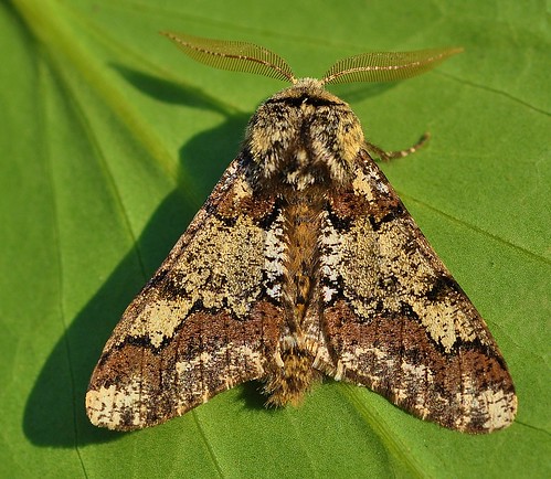 Oak Beauty Biston strataria Moth Blean Woods by Kinzler Pegwell
