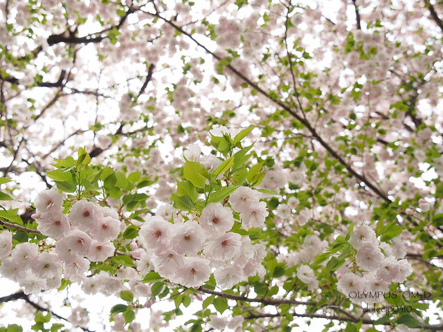 普賢象桜