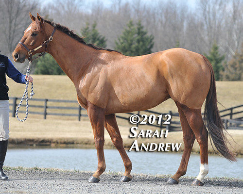 Tiffany Catledge and High Level: Retired Racehorse Training Project's Trainer Challenge