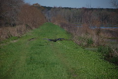 Large Gator across the Road
