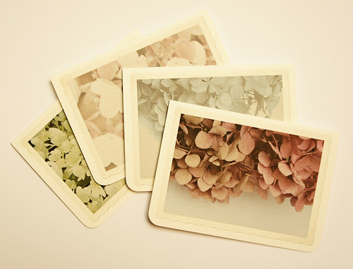 Floral Snaps - cards