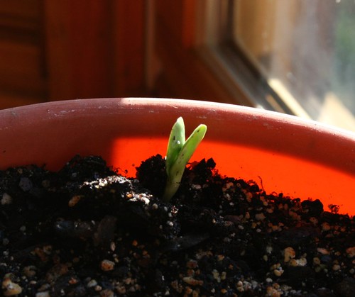 SunflowerSproutMarch2012