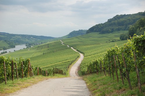 Luxembourg vineyards