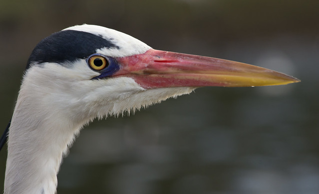 grey heron close up 3