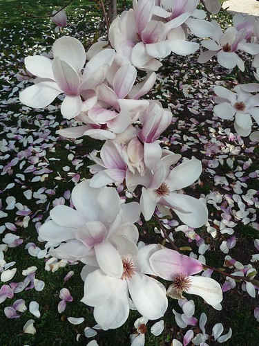 Wheaton, IL, White Magnolia Blossoms and Petals