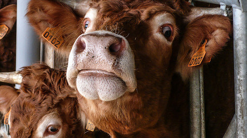 France, cows / Limousin