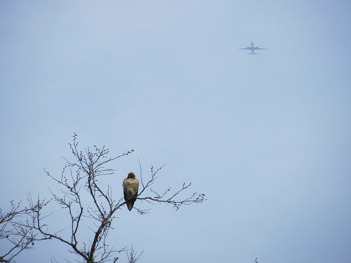 hawk and jet