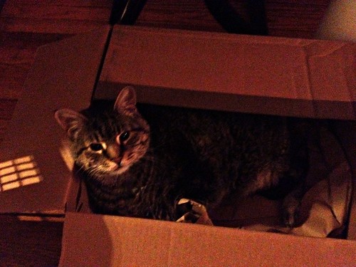 Parker in a box