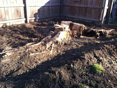 excavation of the stump