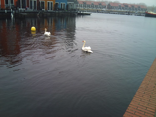 Swans by XPeria2Day