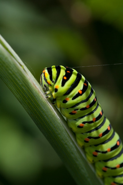 swallowtail caterpillar close up