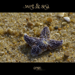 Wet & Sea