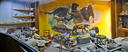 Museo de Paleontología (16)