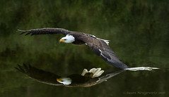 Raptors American bald eagle