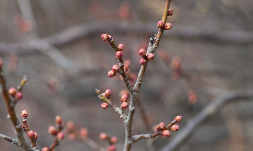 Spring has come(Bud of a plum) #1