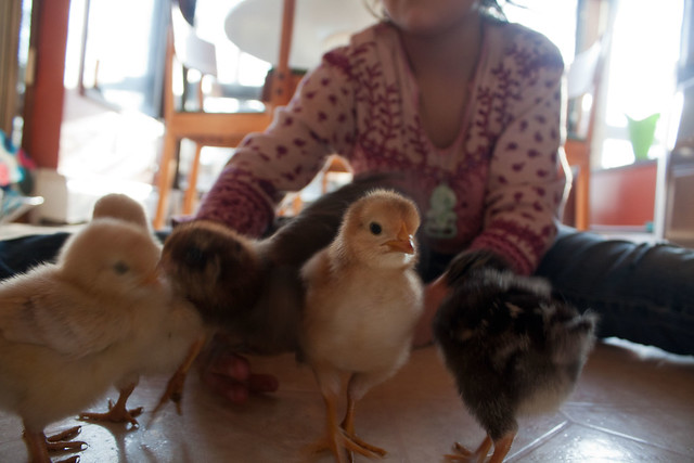 Photo of baby chicks and a girl