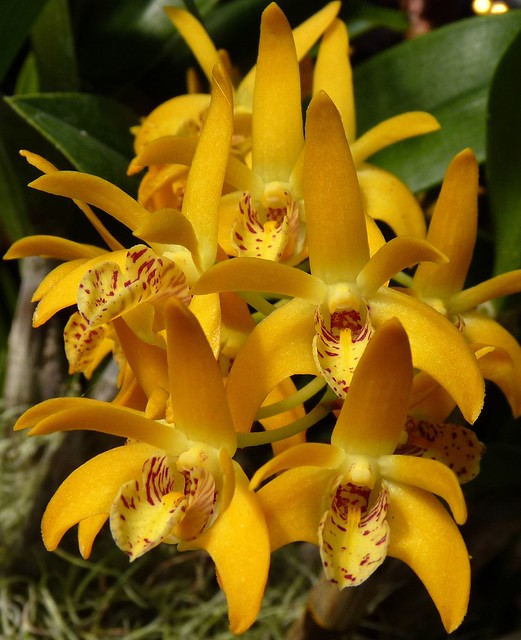 seen at the 2012 pacific orchid exposition, Dendrobium Gillieston 'Nataly' hybrid orchid