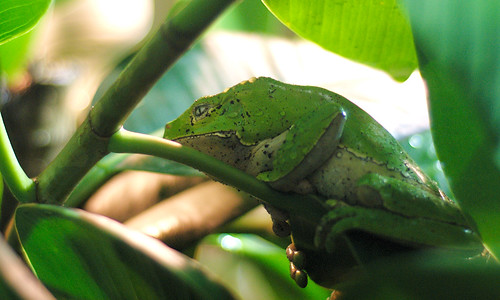 Leaf Frog, Again
