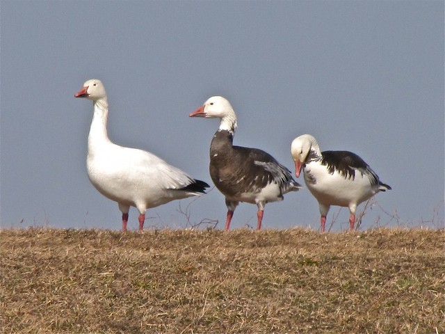 Snow Goose at El Paso Sewage Treatment Center in Woodford County, IL 15