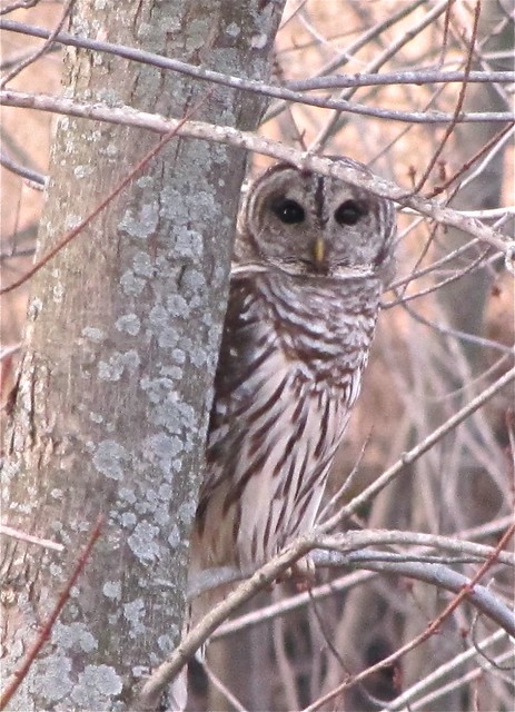Barred Owl in Woodford County 03