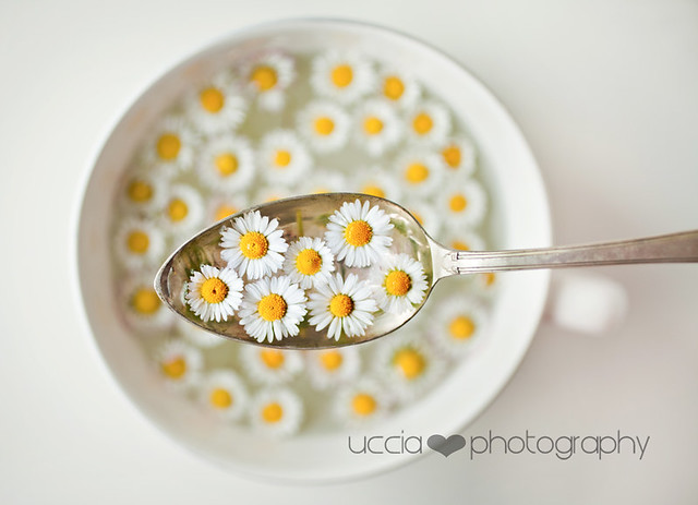 Lunch of spring - Creative Still Life Photography