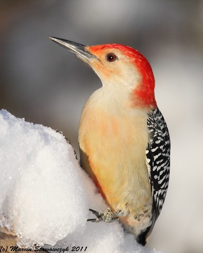 Profile of woodpecker