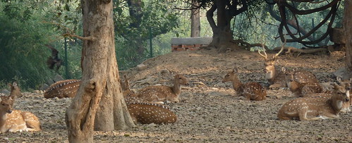 Varanasi_မိဂဒါ၀ုန္ေတာ ,Deer Park by myanmarchit