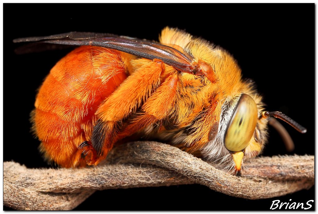 Roblox Bee Swarm Simulator 2019 April Secrets