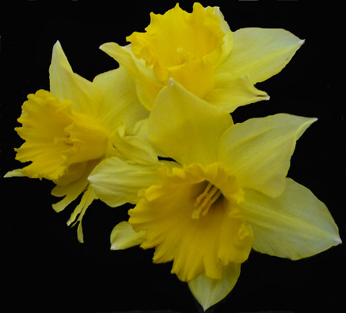Mellow Yellow Daffodils 