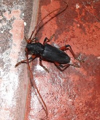 Longhorn Beetle (Neoplocaederus ruficornis)