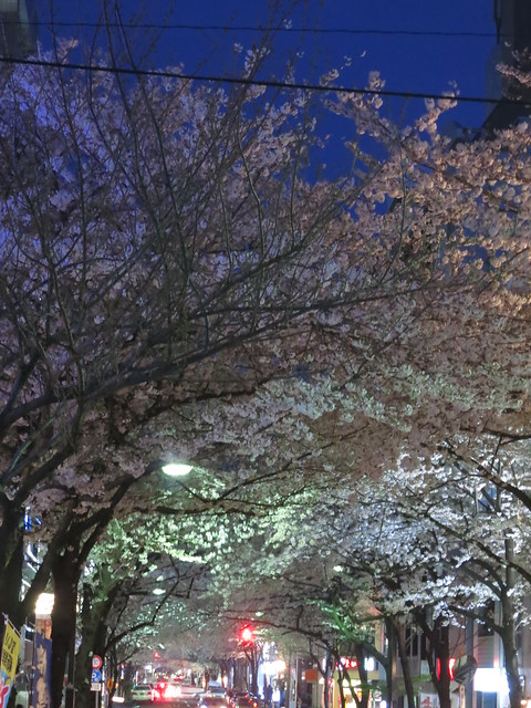 Sakura night street 01