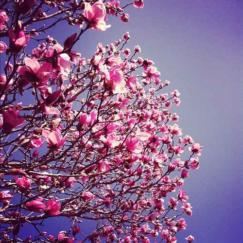Went on a 2 mile walk with my sweet girl @magpie26 today stood under a pink magnolia and looked #up #marchphotoaday #day1