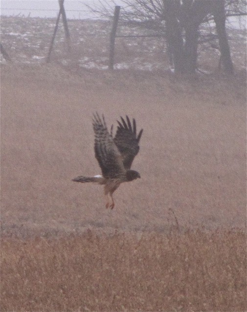 Northern Harrier at Lake Bloomington, IL 06