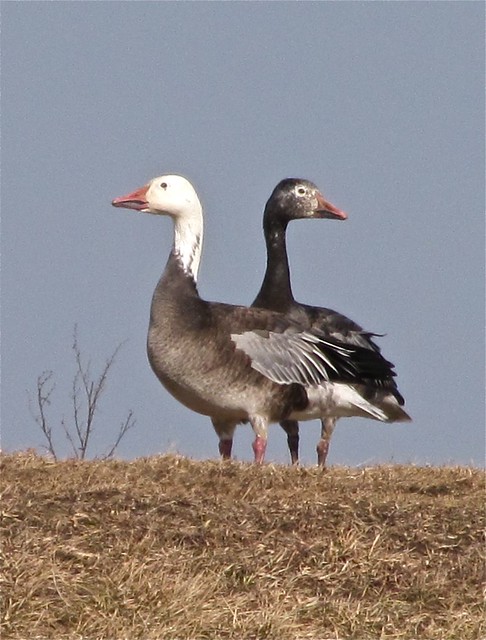 Snow Goose at El Paso Sewage Treatment Center in Woodford County, IL 12