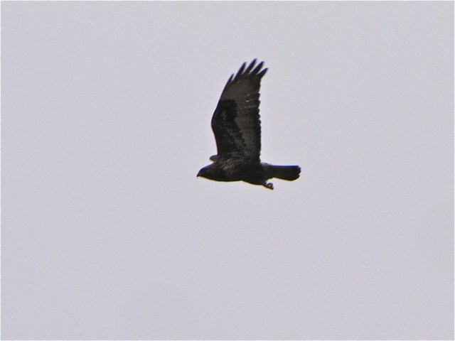 Rough-legged Hawk in Woodford County, IL 01