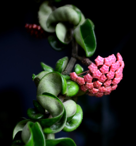Budding Hindu Rope Plant by hpaich
