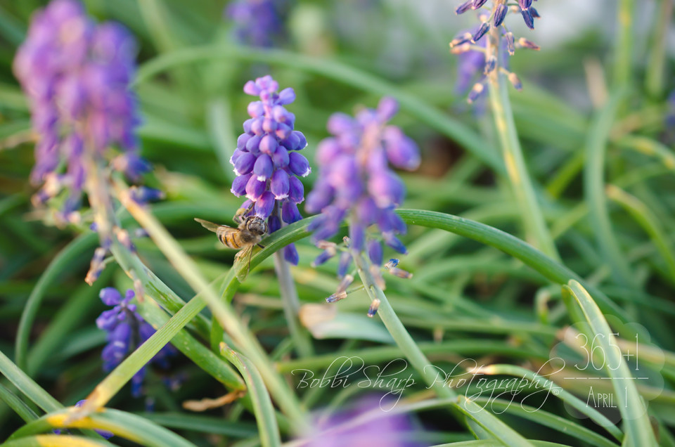 092 | 366 {Gathering from the Muscari}