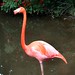 Flamingo Vermelho  - Foto: Rê Sarmento