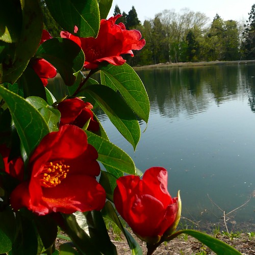 Camellia Japonica captured at Dainichi's mud pond!