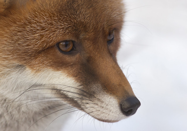 red fox close up