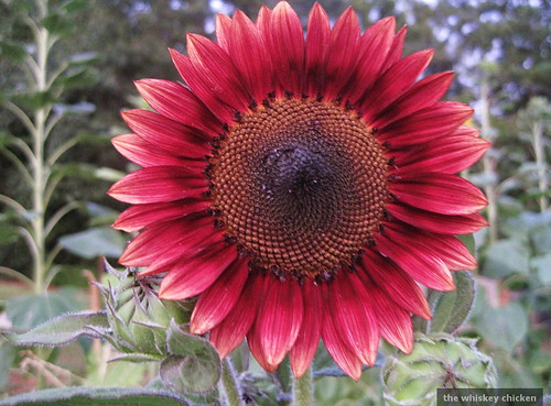 red sunflower
