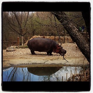 I love hippos. :)